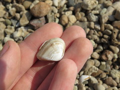 Erodona mactroides