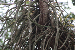 Disocactus speciosus