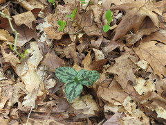 Trillium stamineum