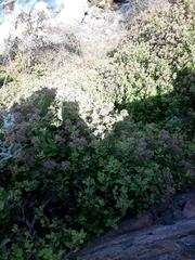 Salpianthus arenarius