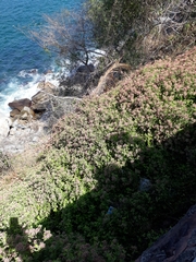 Salpianthus arenarius