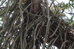 Disocactus speciosus