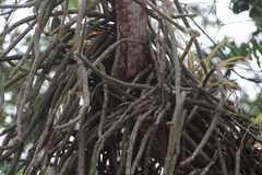 Disocactus speciosus