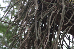 Disocactus speciosus