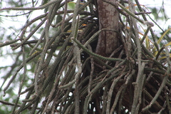 Disocactus speciosus