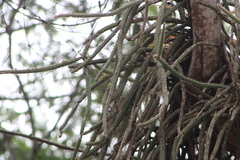 Disocactus speciosus