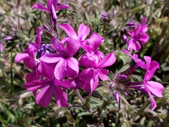 Phlox amoena