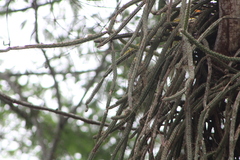 Disocactus speciosus