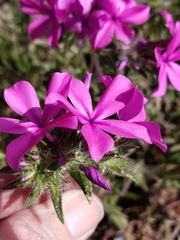 Phlox amoena
