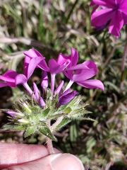 Phlox amoena