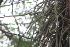 Disocactus speciosus