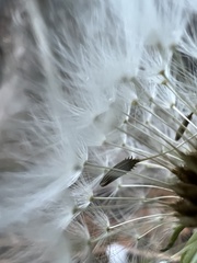 Taraxacum officinale