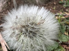 Taraxacum officinale