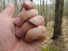 Carphophis amoenus helenae