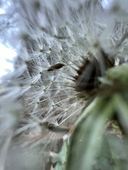 Taraxacum officinale