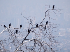 Curaeus curaeus curaeus