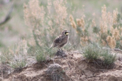 Eremophila alpestris merrilli