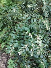 Leucothoe