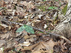 Trillium stamineum
