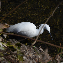 Egretta garzetta