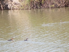 Podiceps major major