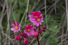 Begonia octopetala