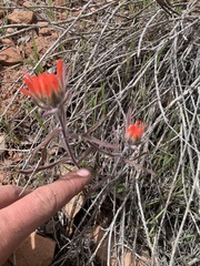Castilleja scabrida scabrida