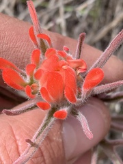 Castilleja scabrida scabrida