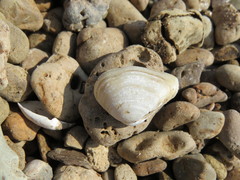 Erodona mactroides