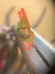 Castilleja scabrida scabrida