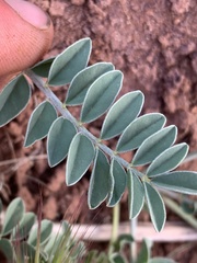 Astragalus ampullarioides