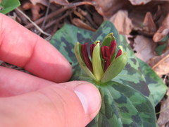 Trillium stamineum
