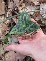 Trillium stamineum