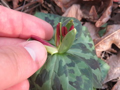 Trillium stamineum