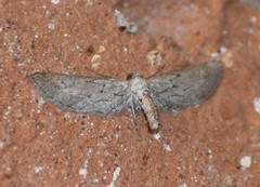 Glaucina interruptaria