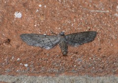 Glaucina erroraria