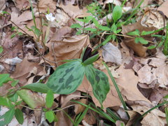 Trillium stamineum