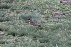 Eremophila alpestris merrilli