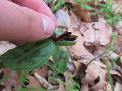 Trillium stamineum