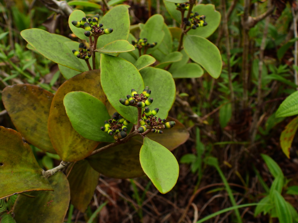 Passovia pycnostachya