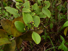 Passovia pycnostachya