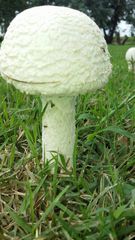 Amanita foetens