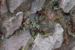 Pellaea glabella