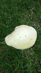 Amanita foetens
