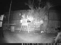 Didelphis virginiana