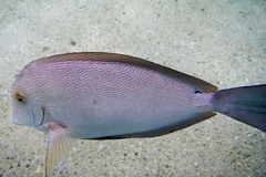 Acanthurus nigroris