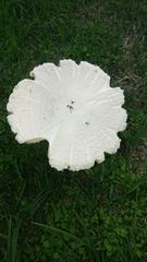 Amanita foetens