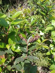 Gaultheria acuminata