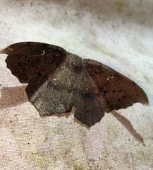 Oxydia scriptipennaria