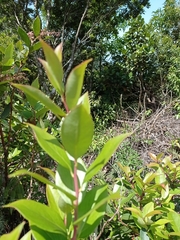 Gaultheria acuminata